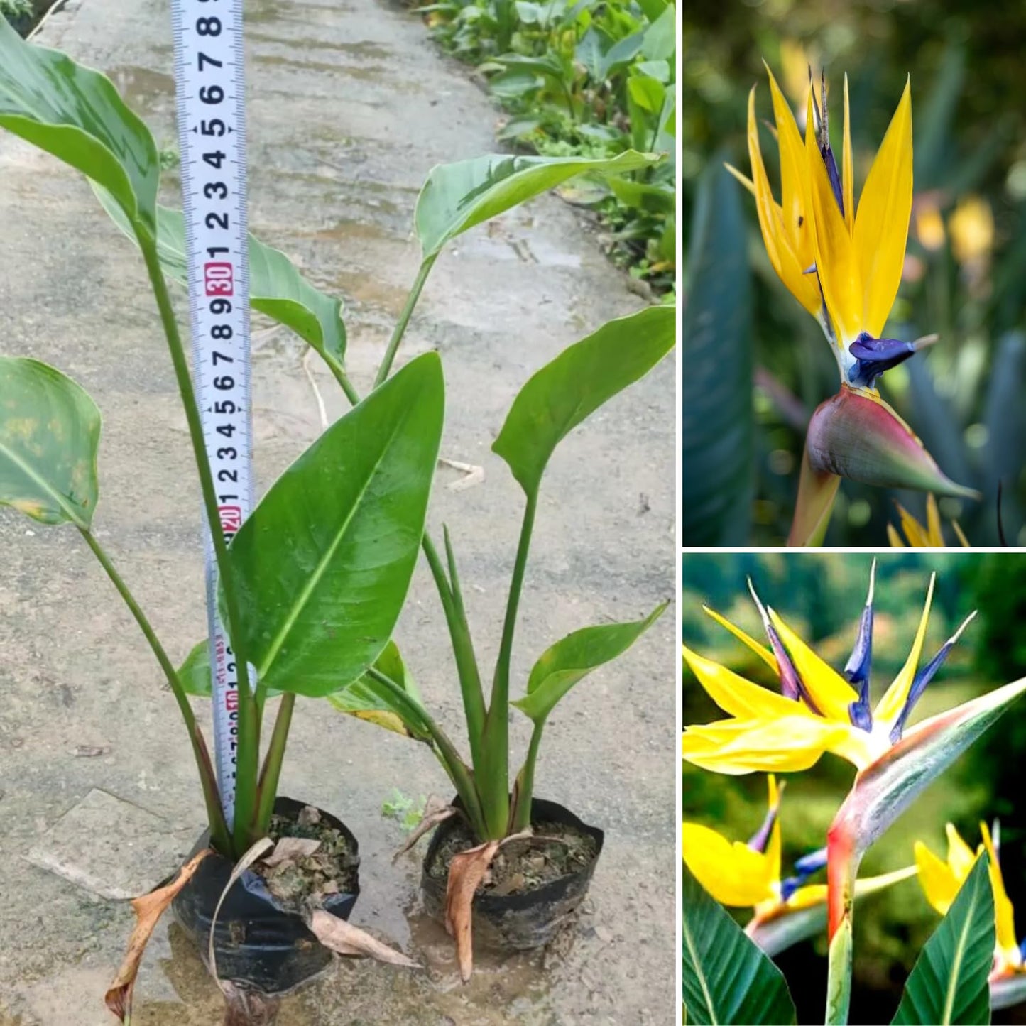 Bird of Paradise Plant Live Houseplant, 5 to 10 Inches Tall, Tropical Strelitzia Reginae Bird of Paradise Bush Live Plant (Yellow Bird of Paradise)