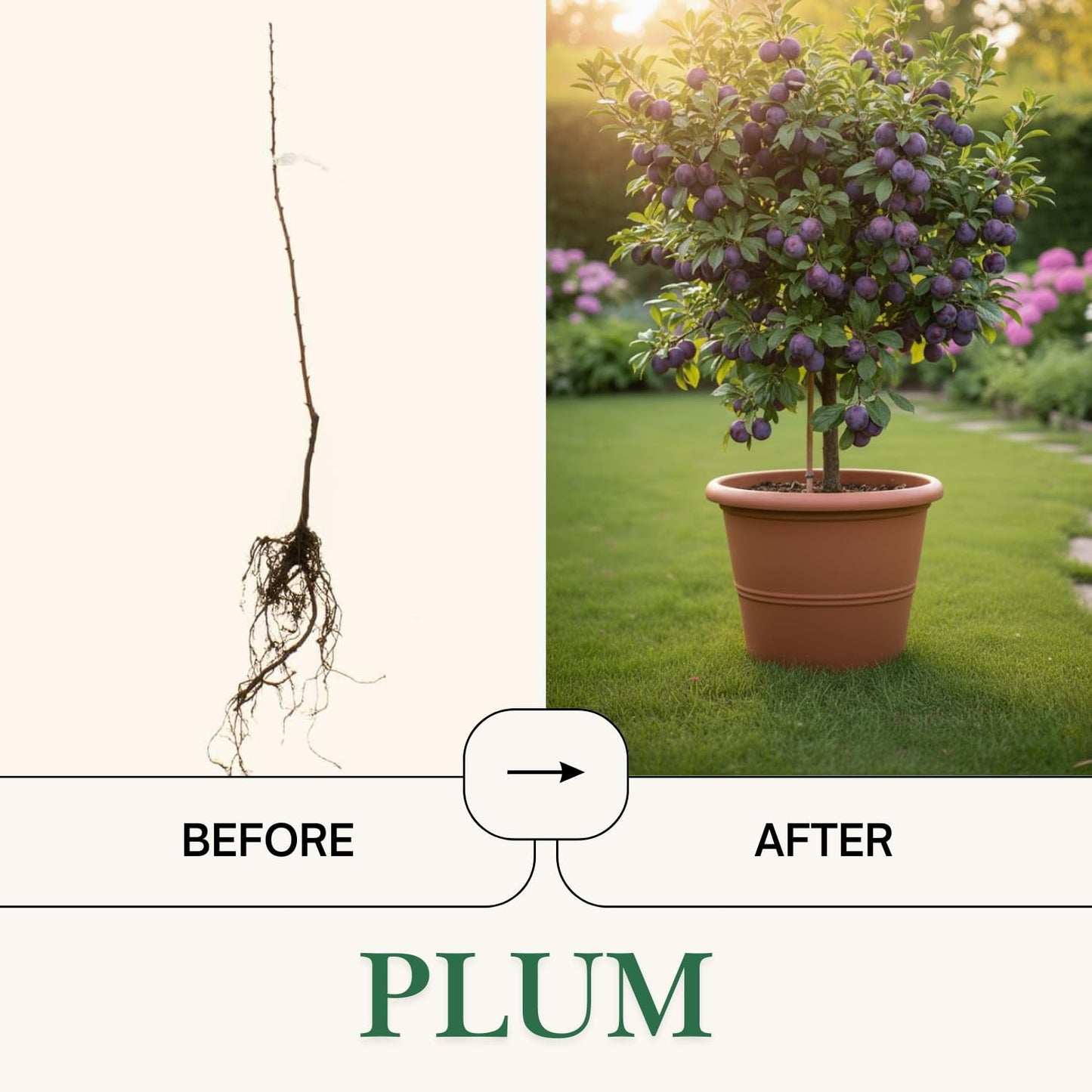 Red Plum Tree Live Plant 2-3 Feet Tall, Sweet, Juicy Fruit Tree for Garden or Patio, Hardy, Winter Dormant, Bareroot No Leaves