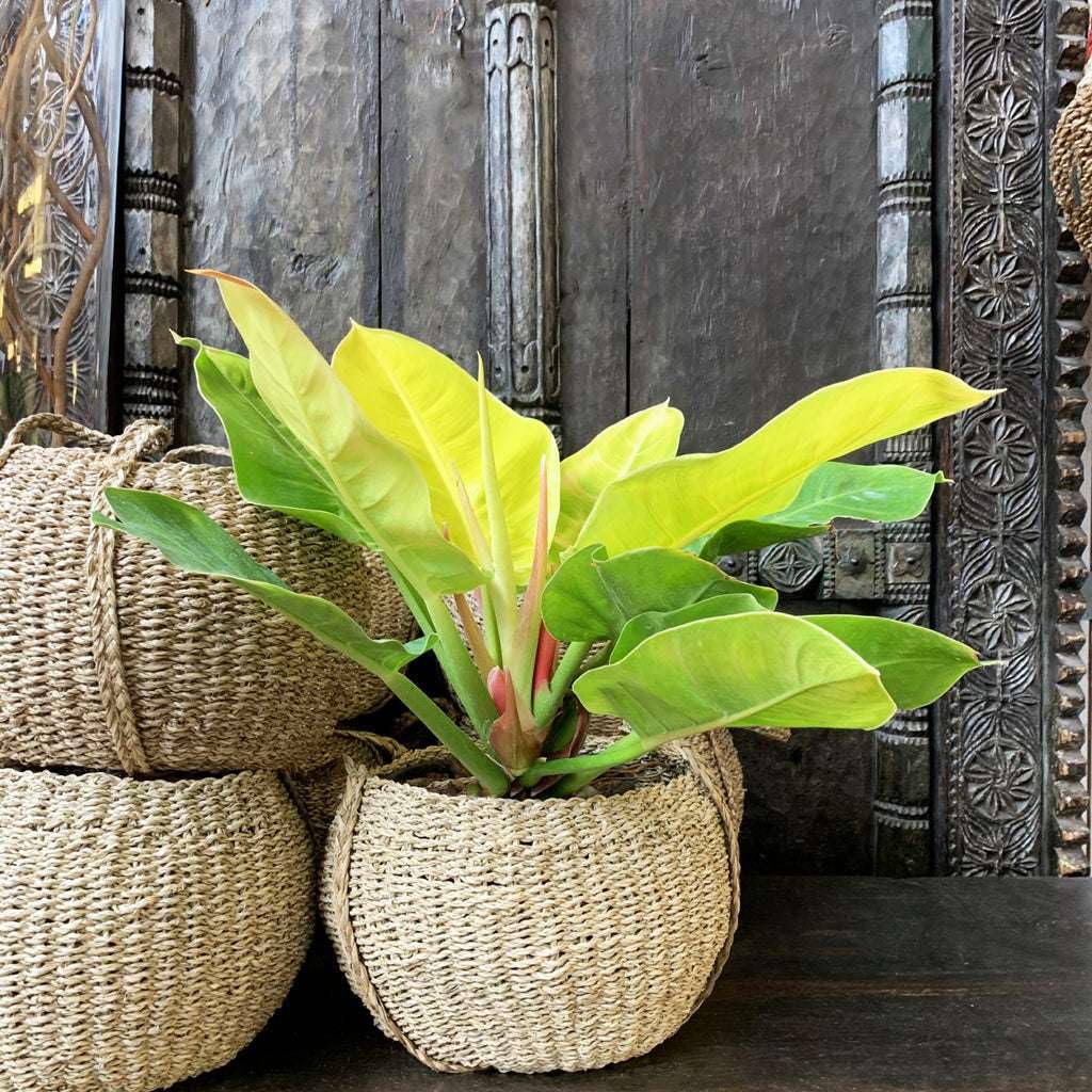 Philodendron Moonlight Live Plant for Indoor | Different Houseplants in 4'' & 6'' Pot | Real House Plant for Living Room, Office, Desk & Bathroom | Moonlight