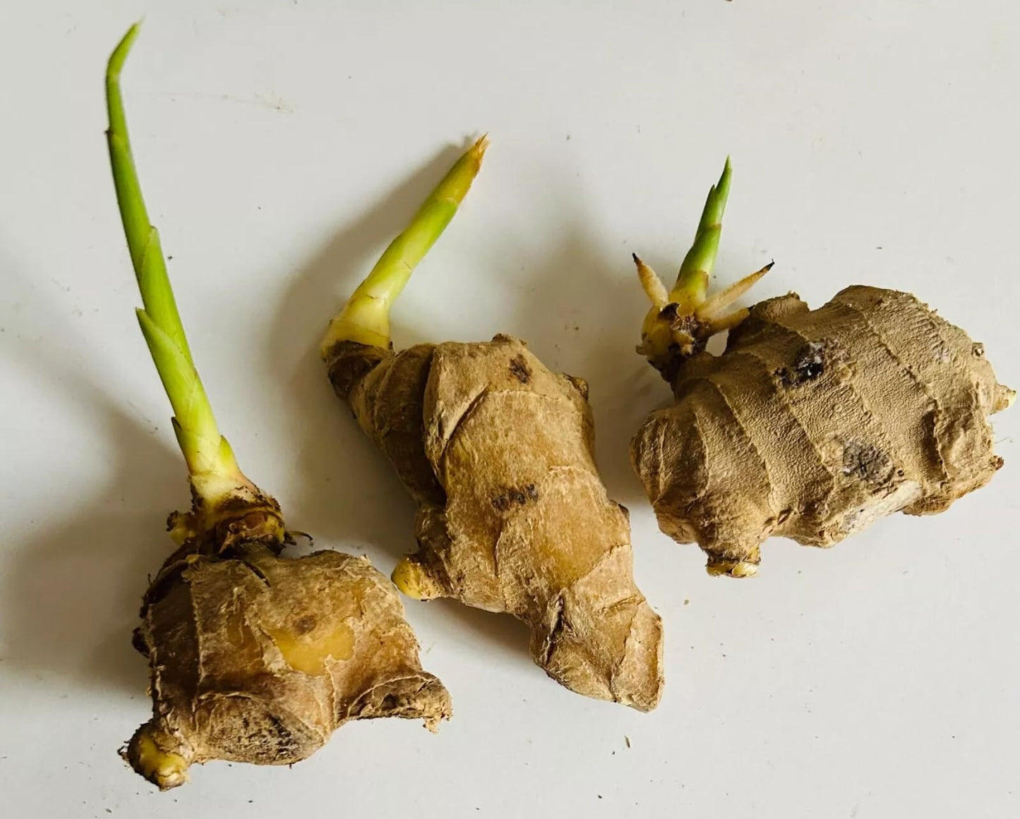 3 Live Sprouting Ginger Roots - Ready to Plant Zingiber officinale Rhizomes - Indoor/Outdoor Container Friendly Culinary Herb - Fast Growing High-Yield Harvest