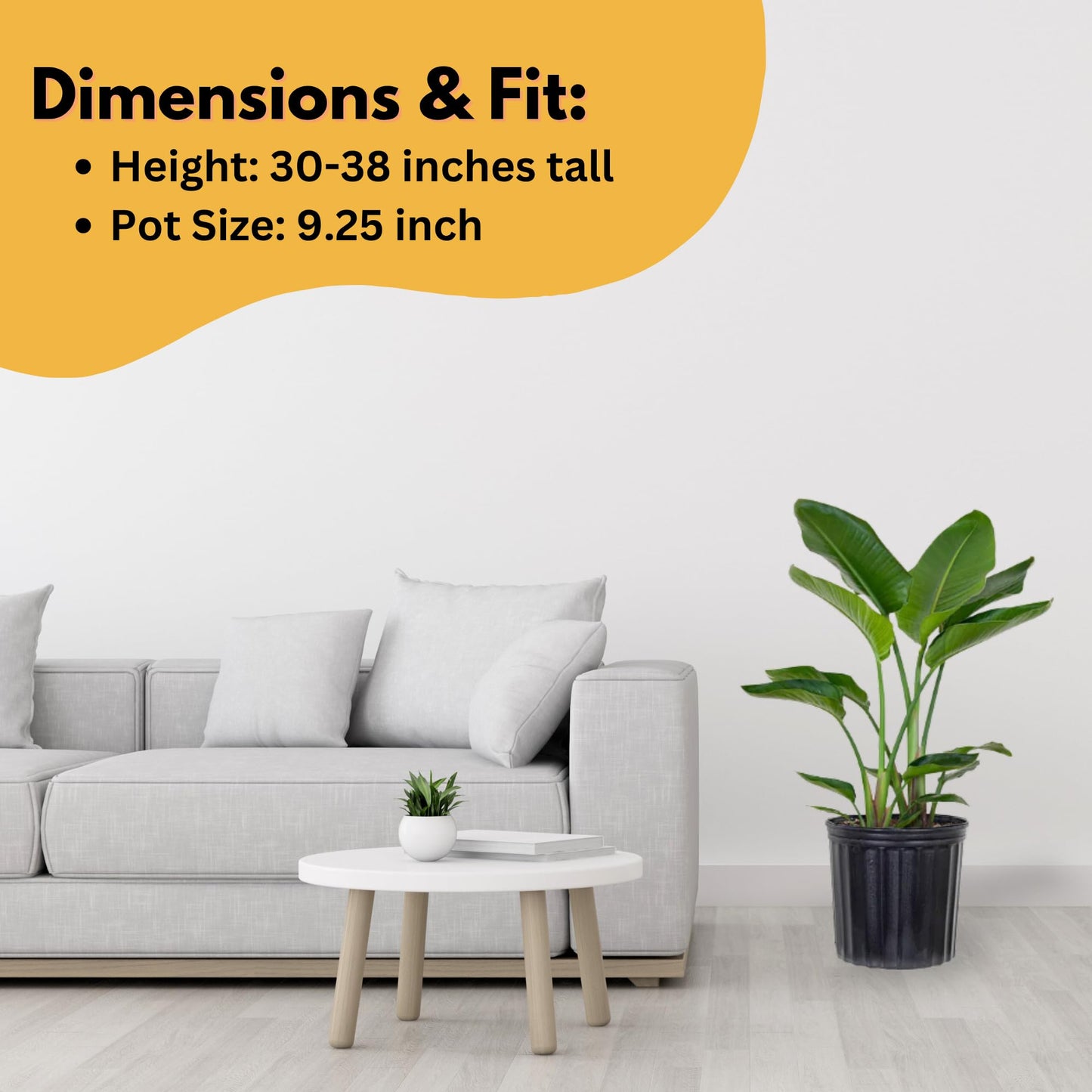 White Bird of Paradise Live Plant by United Nursery, Strelitzia Nicolai 32–36 inches Tall, 10 inch Plant Pot, Large Indoor House Plant for Office, Patio and Home Decor