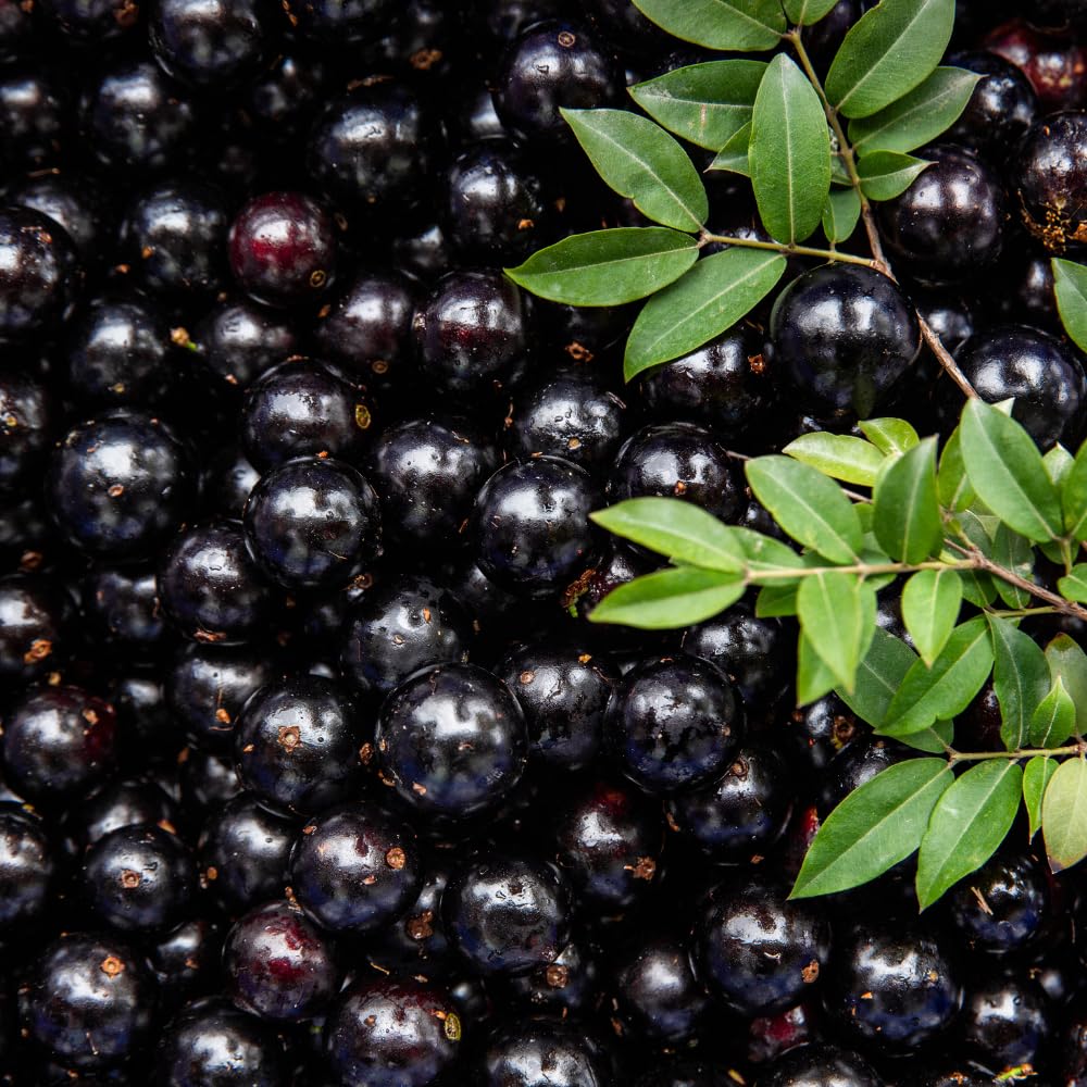 Black Jaboticaba Tree Live Plant, Jabuticaba Plant Starter 4-8 Inches, Brazilian Grape Tree for Outdoor Planting