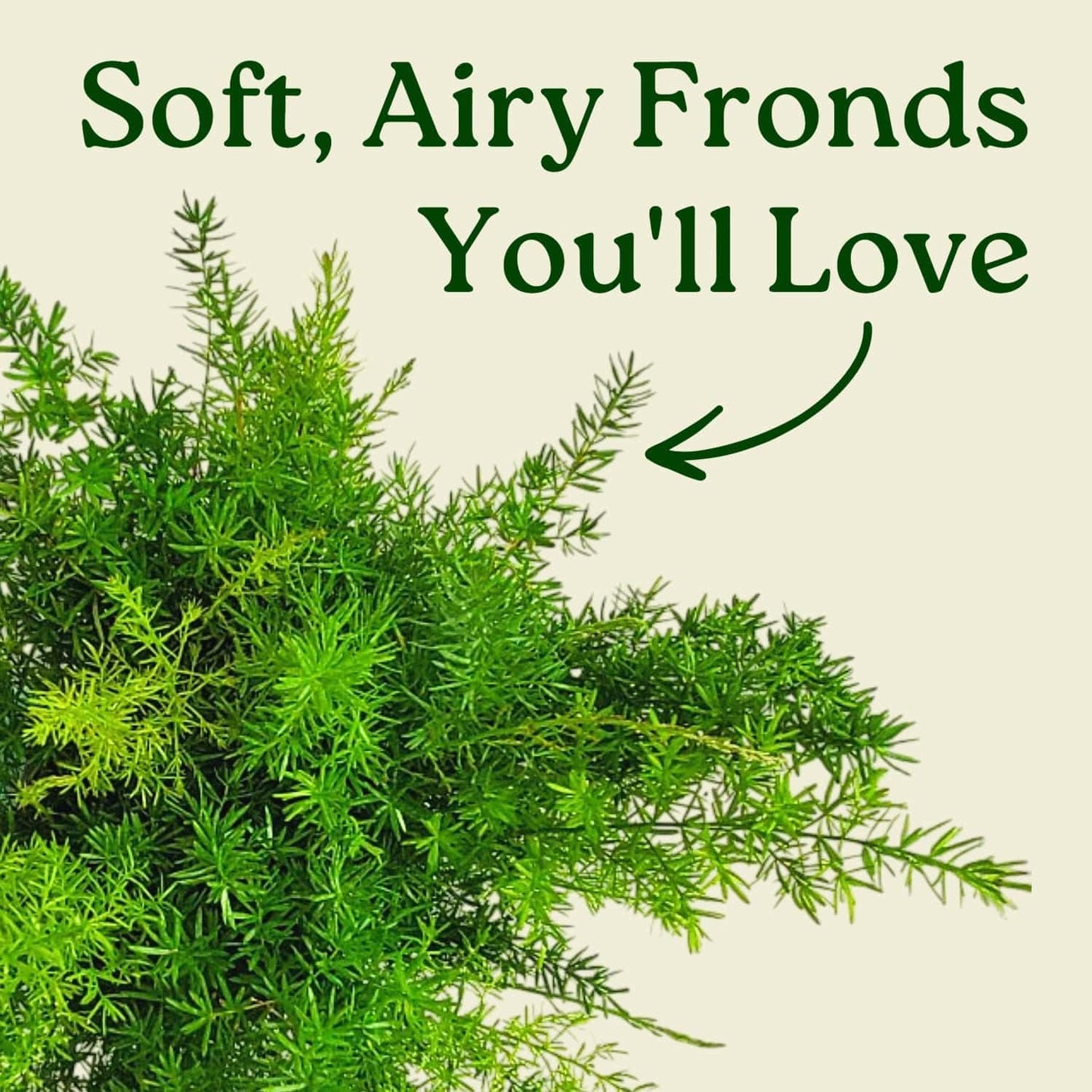 Sprengeri Fern – Live Asparagus Fern in 1 Gallon Nursery Pot – Lush, Cascading Green Foliage for Shade Gardens & Indoor Spaces – Easy-Care Perennial, Thrives in Humidity
