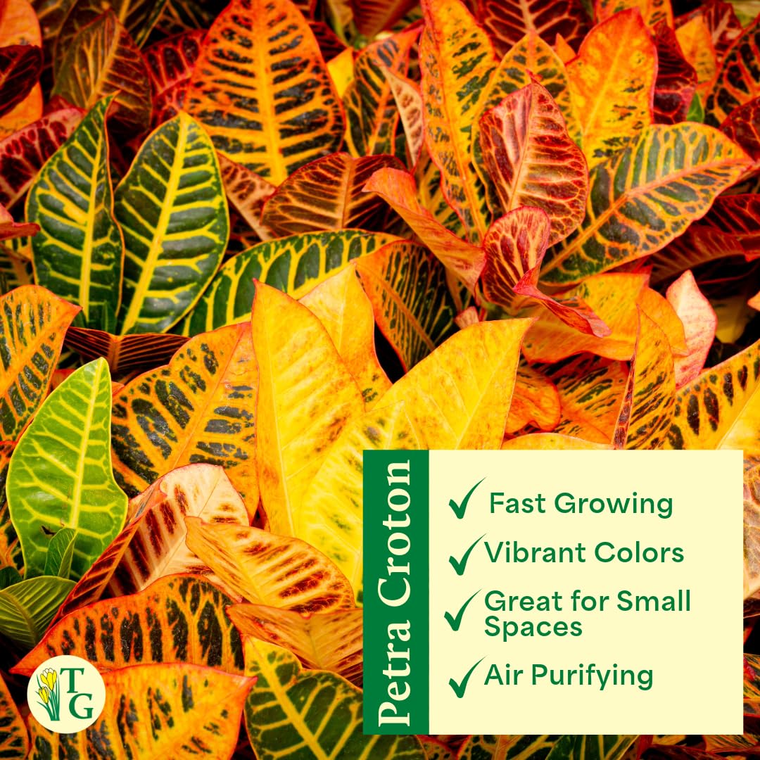 Thorsen's Greenhouse Live Petra Croton Plant, Codiaeum Variegatum, Colorful Foliage, Live Indoor Houselant (Nursery Pot, 6-inch Pot)