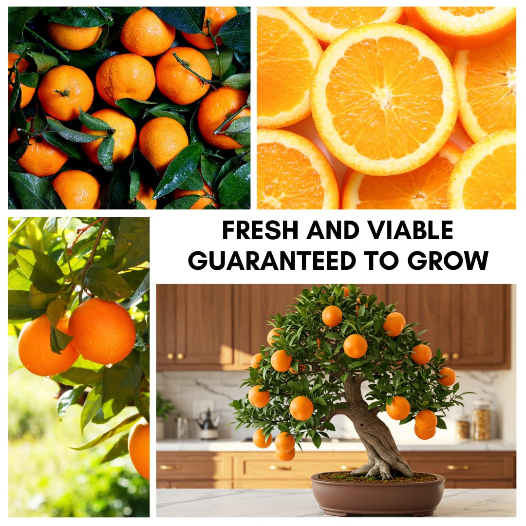 Dwarf Orange Seeds for Planting – 10 Hardy Orange Seeds – Grow Compact, Fruit-Bearing Trees or Bonsai