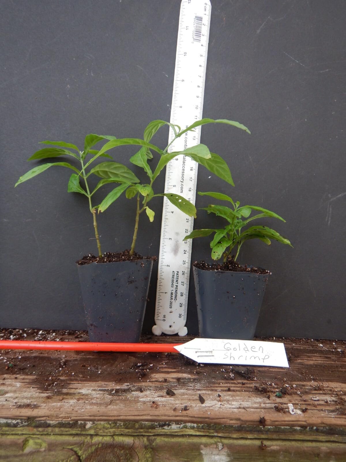 Live Plant - Golden Shrimp Plant Justicia Brandegeana, Pachystachys Lutea, Starter Plant!!