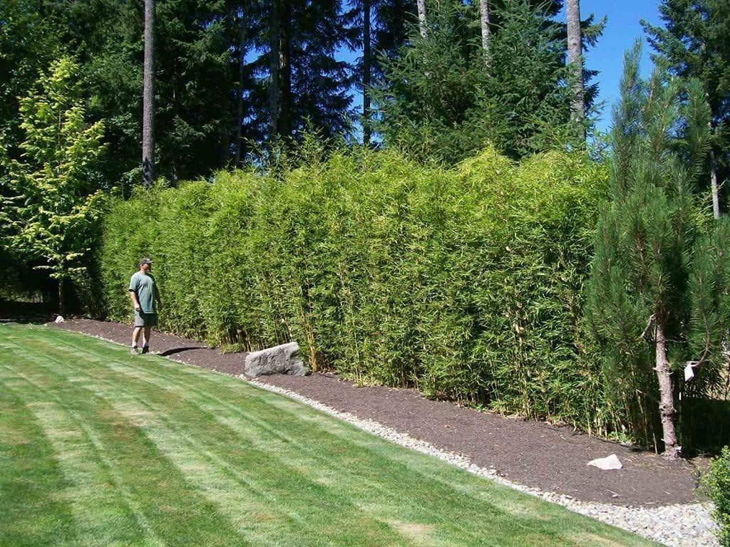 Golden Hedge Bamboo | 1 Extra Large Trade 3 Gallon Plant | Bambusa Multiplex | Clumping Non-Invasive Screening Live Bamboo