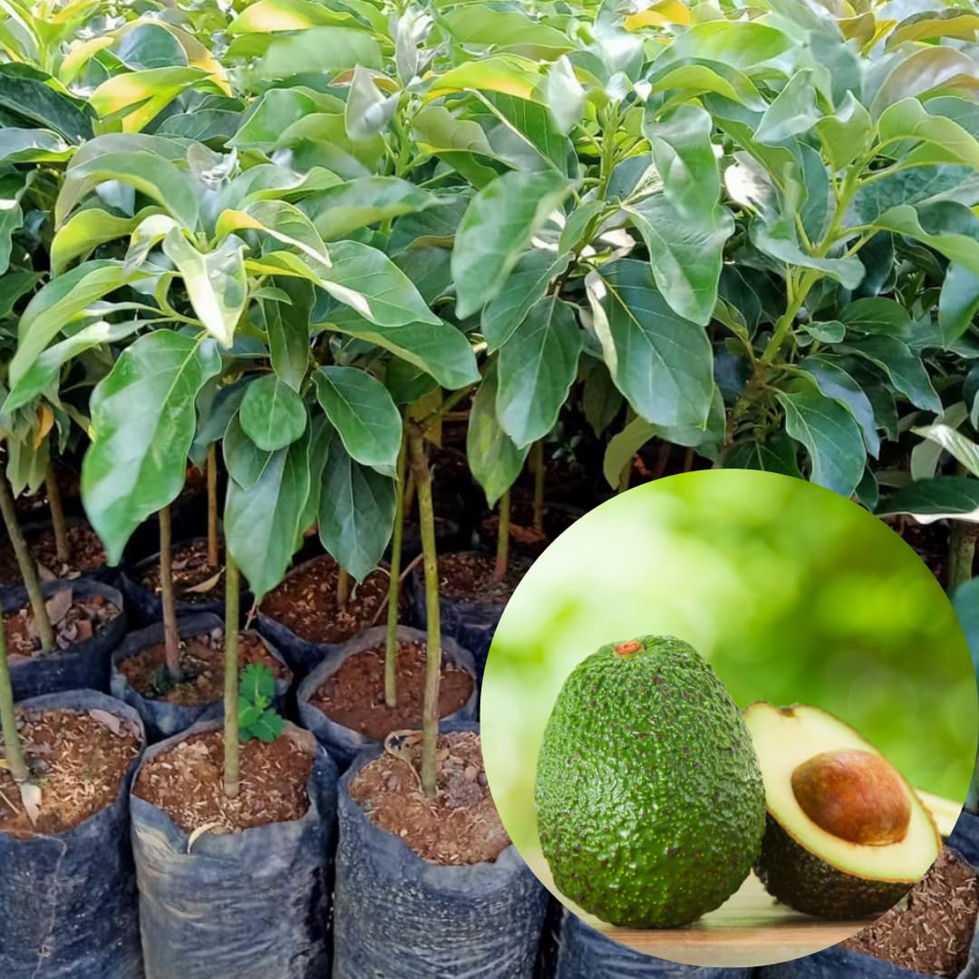 8"-11" Avocado Trees Live Plants in Half Gallon Pot, Avocado Plant, Winter Hardy, 1 Year Old Tree