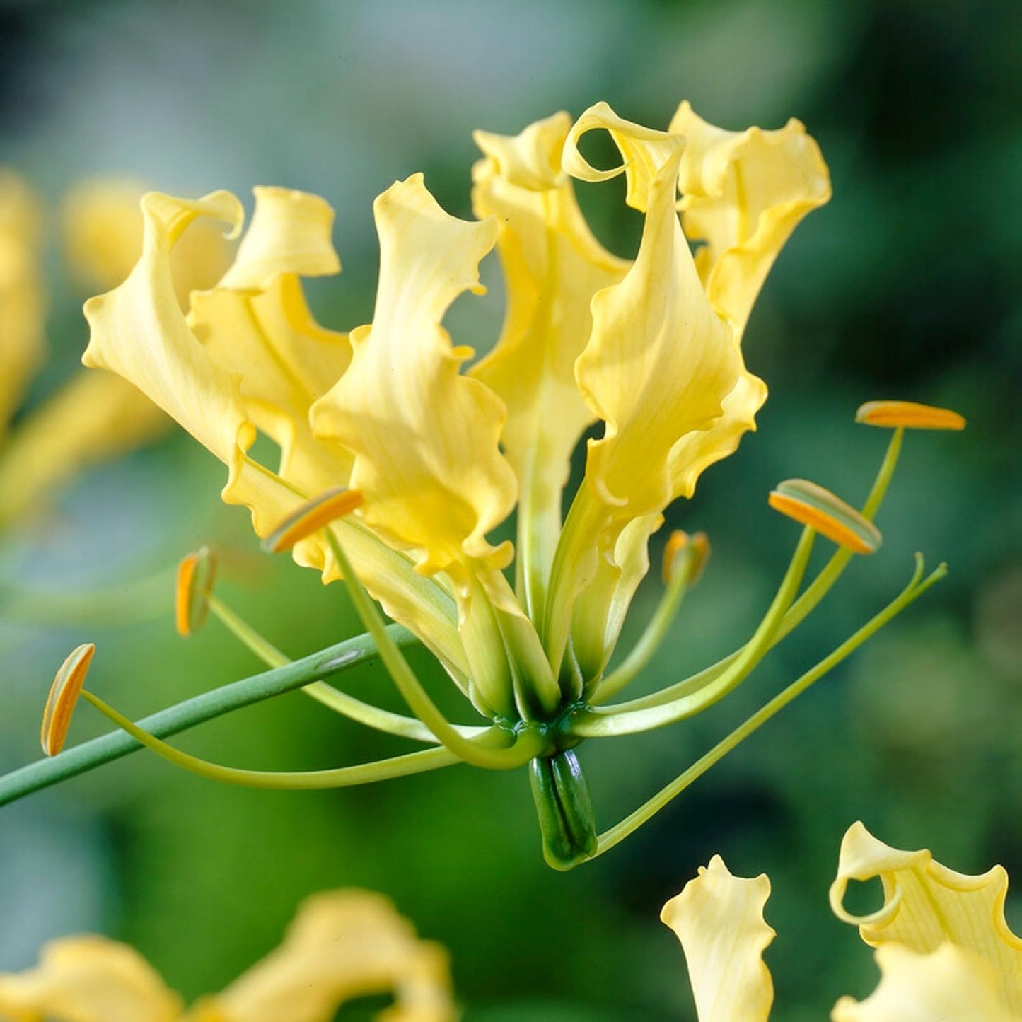 Easy to Grow Gloriosa Lutea - 3 Plant Tubers, Yellow Flowering Vine in Summer Gardens