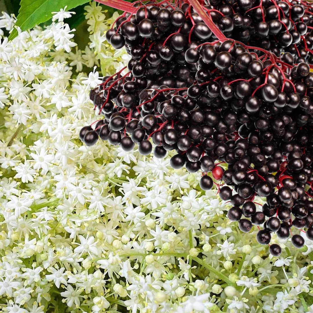 2 Elderberry Bushes Live Plants, 9 Months Old 5-9" in Tall Seedling, Elderberry Plants Live for Planting, Cold Hardy, Zones 3-8