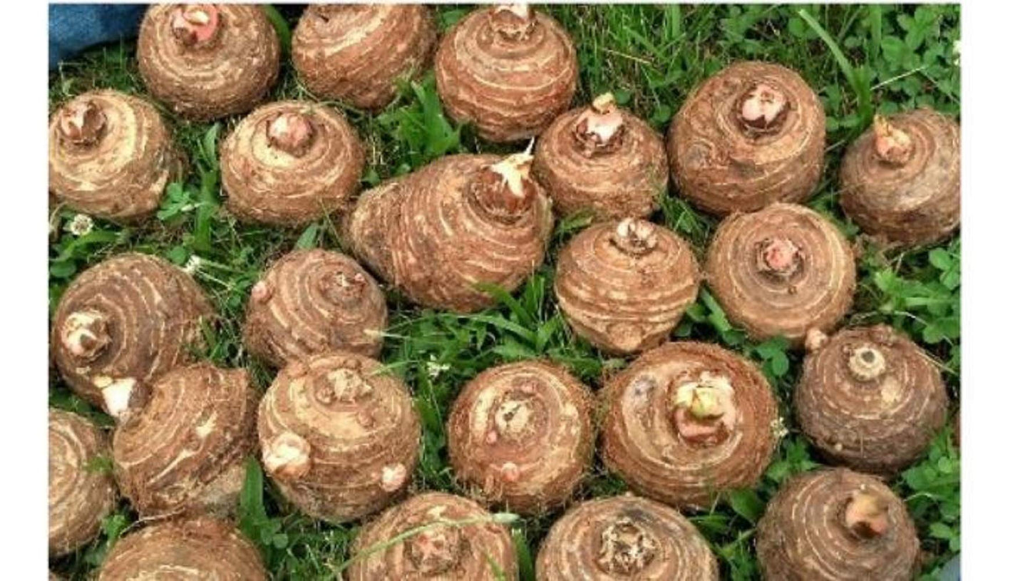 6 Live Colocasia Esculenta Elephant Ear Taro Gabi Kalo Eddo Bulbs #TSMN