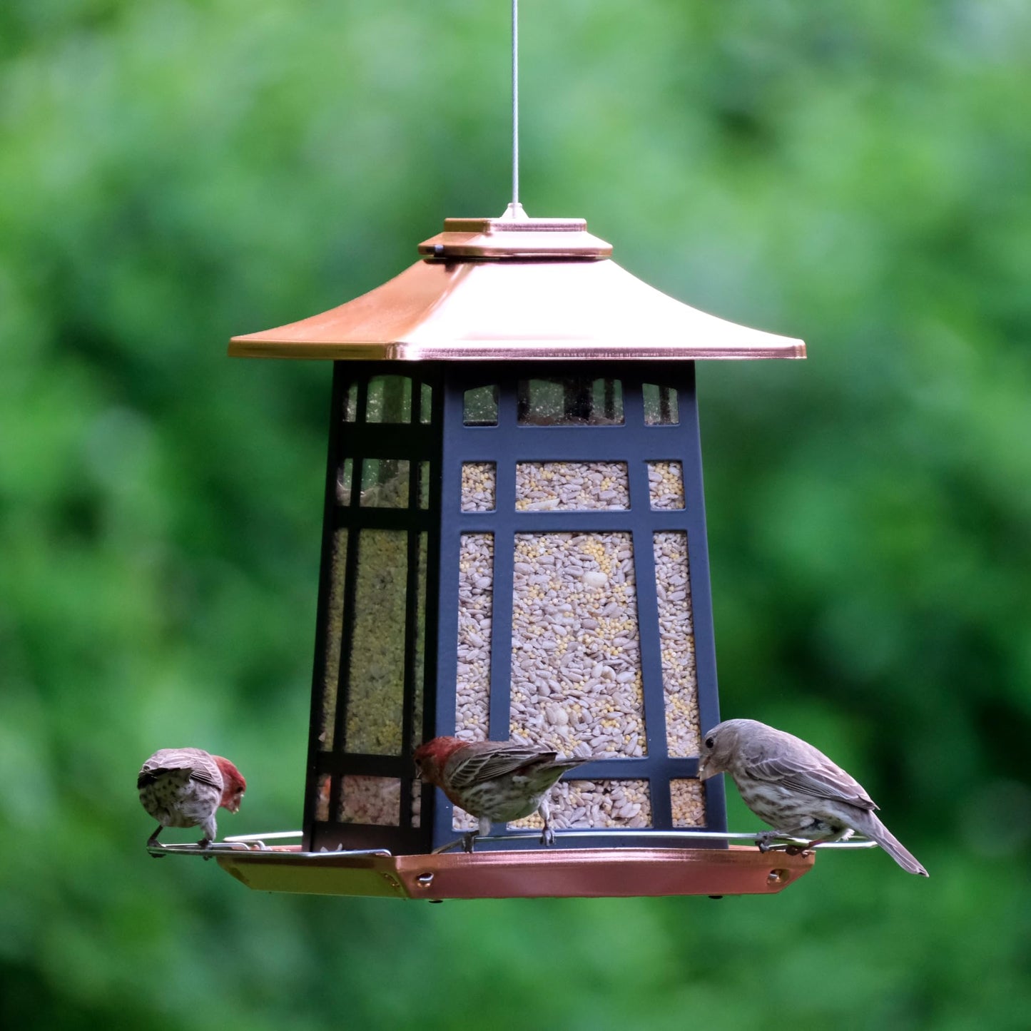 Nature's Way Outdoor Garden Décor Hanging Wild Bird Seed Feeder, Metal Copper Gazebo Feeder, Easy Fill, Rain Drainage, Black and Copper