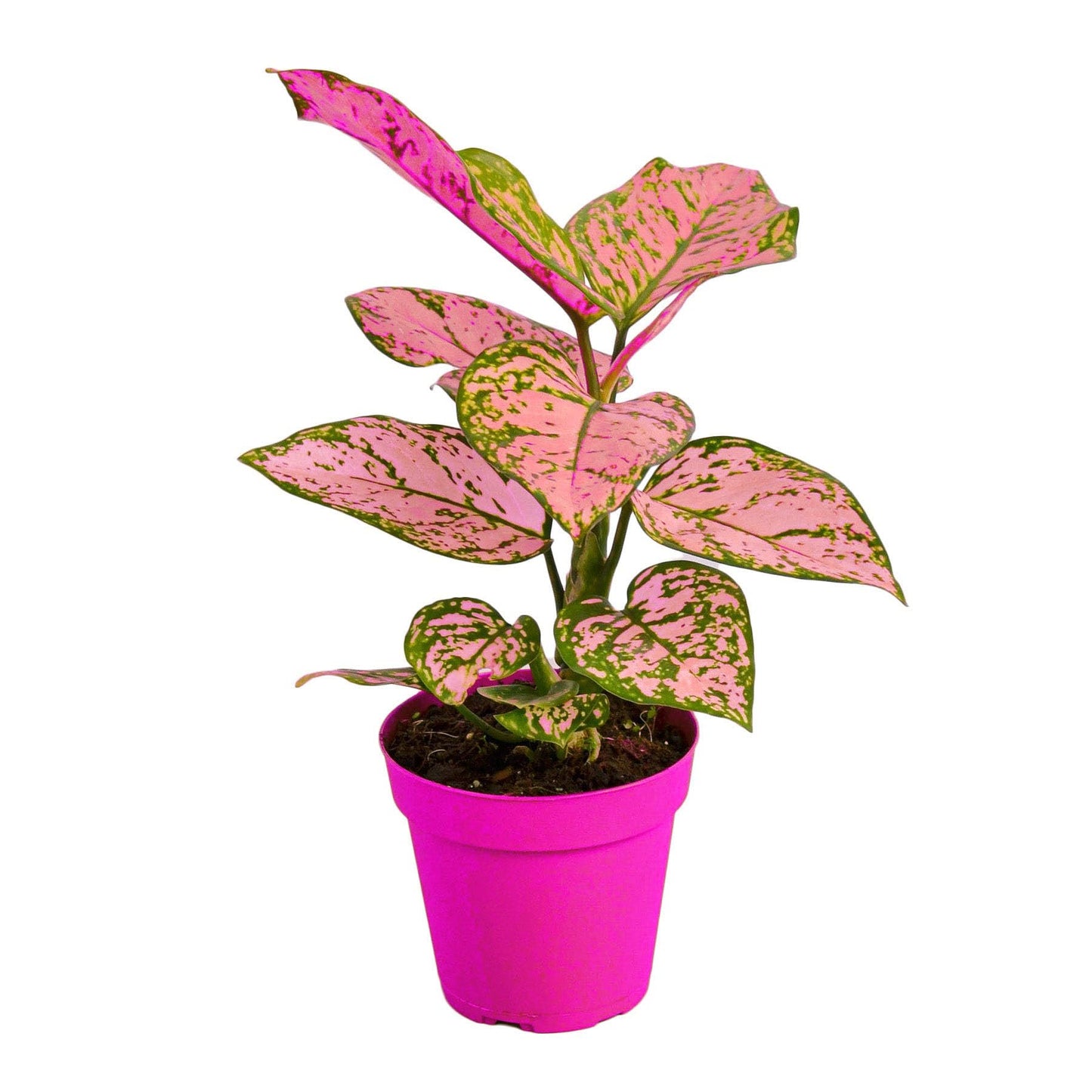 6 Pack Chinese Evergreen 'Lady Valentine' - 4" Pot in 4in Pot - Live Tropical Houseplant - Easy to Grow | Air Purifying | Variegated | USA Growers | The Snobby Leaf