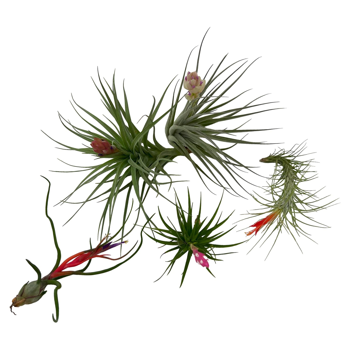 ragnaroc Air Plants - Elsker Gift Box - Large 4" - 5ct - Live Arrival Guaranteed - House Plants for Home Decor & Gift
