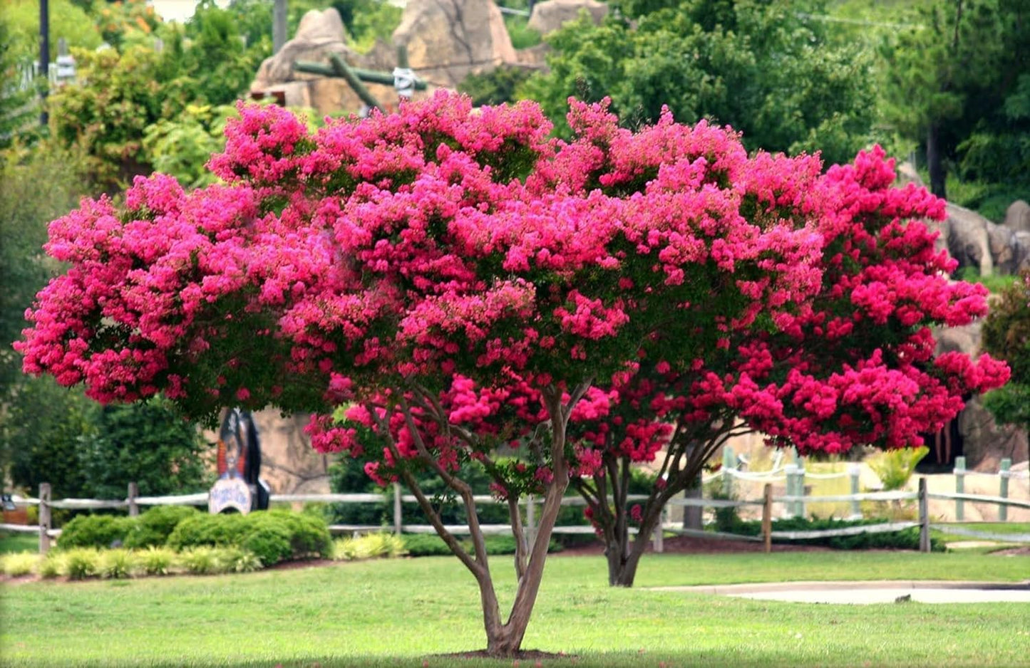 Crape Myrtle Tonto | 1 Extra Large Trade 3 Gallon Plant | Lagerstroemia 'Tonto' | Hardy Fuchsia Blooms | Compact Growth