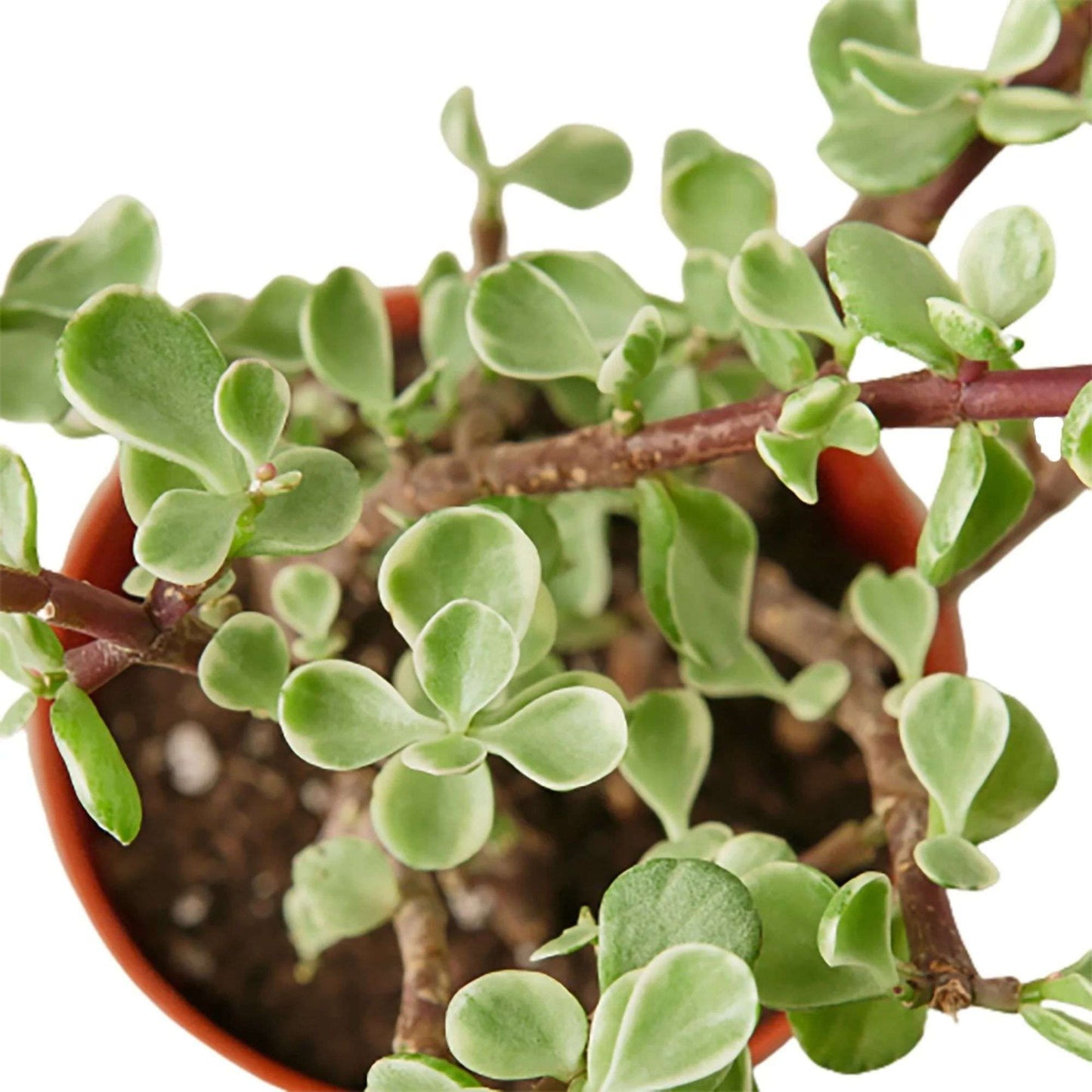 Succulent Portulacaria Rainbow Bush Live Plant for Indoor | Different Houseplants in 4'' & 6'' Pot | Real House Plant for Living Room, Office, Desk & Bathroom | Rainbow
