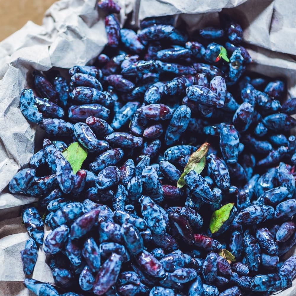 Live Honeyberry Plant, 4 to 6 Inch Tall Sweet Blue Honeyberry Starter Plant for Outdoor Garden, Honeyberry Haskap Plants Bare Root, Honeyberry Bush Live Plant, Haskap Berry Plant