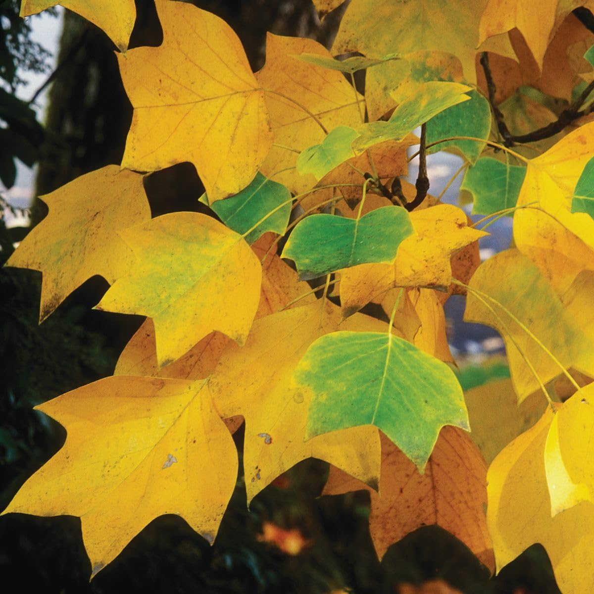 Tuliptree, 1 Gallon Live Nursery Pot, Fast-Growing Flowering Shade Tree | Arbor Day Foundation (Due to Agricultural Laws, Unavailable to CA or AZ)