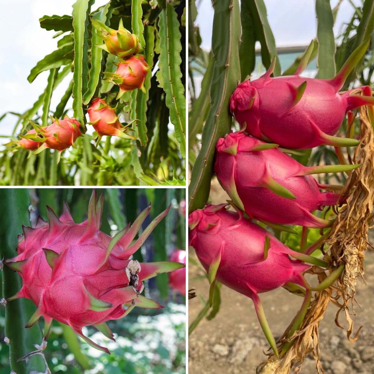 Dragon Fruit Plant Live in 3 Gallon Pot, Tropical Dragon Fruit Vine Plant, Sweet Fruits Plants for Outdoor Planting