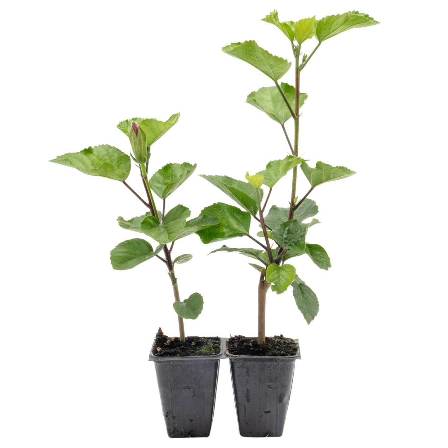 2 Angus Galt Hibiscus in 3.5" Nursery Cubes | Hibiscus ‘Angus Galt’ | Tropical Pink Flowering Shrub for Containers, Patios & Gardens | Live Starter Plants