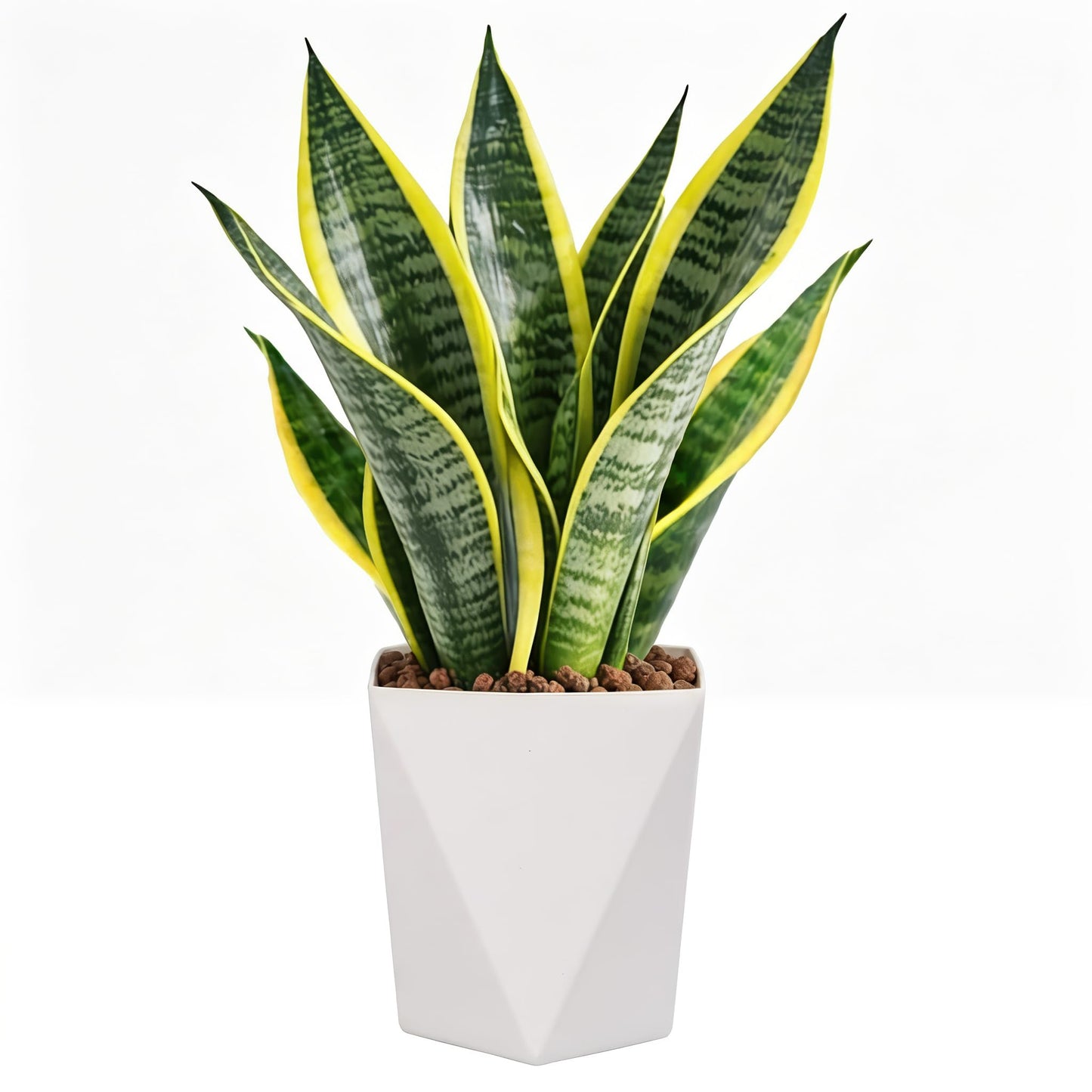 Live Snake Plant Indoor Houseplant,8-10 Inch Mother-in-Law's Tongue Live Plant in Decorative Pot, Easy to Maintain Indoor Succulent Houseplant,Air Purifying Easy Care Succulent