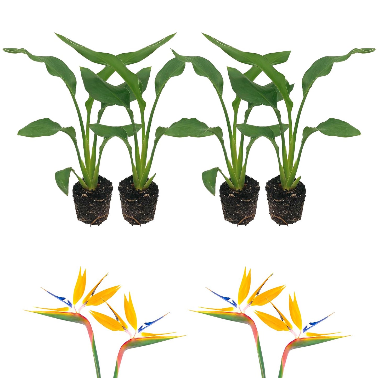 Live Orange Birds of Paradise Plant - ‘Orange Birds of Paradise’ Strelitzia Reginae - ragnaroc Tropical Plant 6-10” Tall - 4ct - Live Arrival Guaranteed - House Plants for Home Decor & Gift