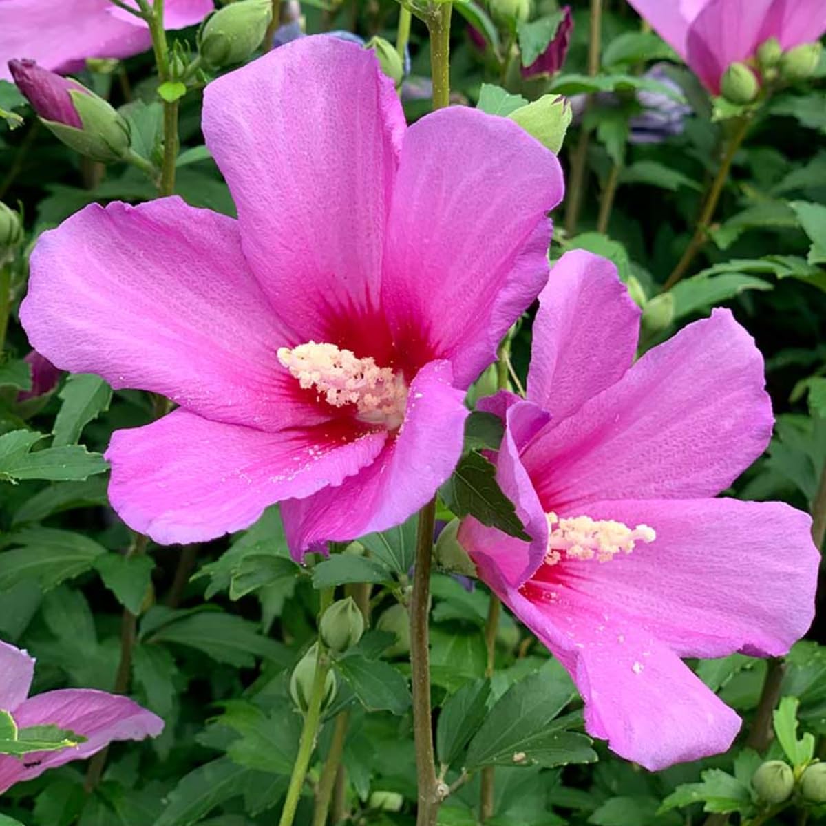 Pink Rose of Sharon Live Plant, 6-12" Tall Althea Hibiscus Plants in Quart Pot, Perennial Hardy Hibiscus Plant Bush for Outdoors Garden, Dormant in Winter