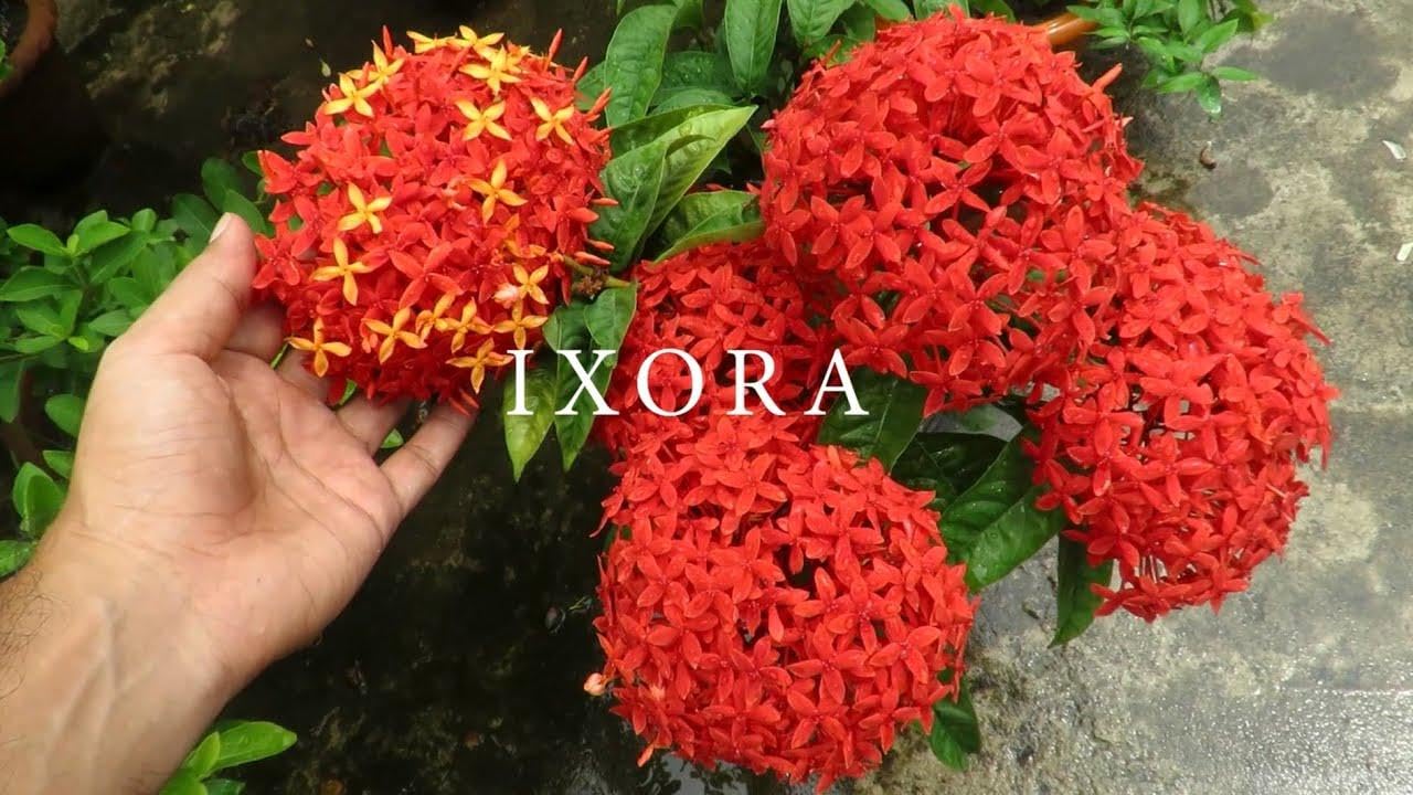RedCrocus - RedCrocus West Indian Jasmine Ixora Assorted Tropical Shrub for Gardens and Hedges, Fragrant Evergreen Plant, Container Friendly, Attracts Pollinators, Pet Warning, Hardy in Zones 10-11 10