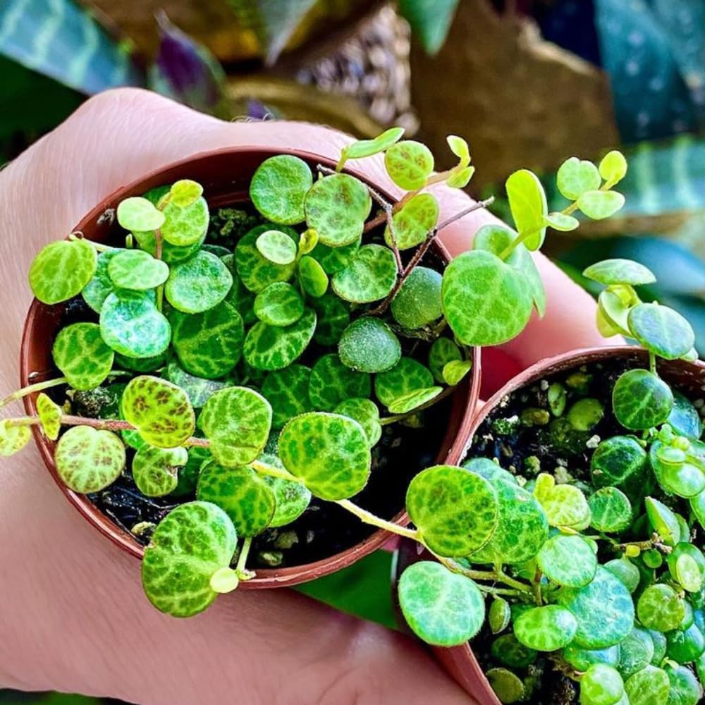 String of Turtles Plant Live, Succulent Trailing Vine, Indoor Houseplant Live in Pot