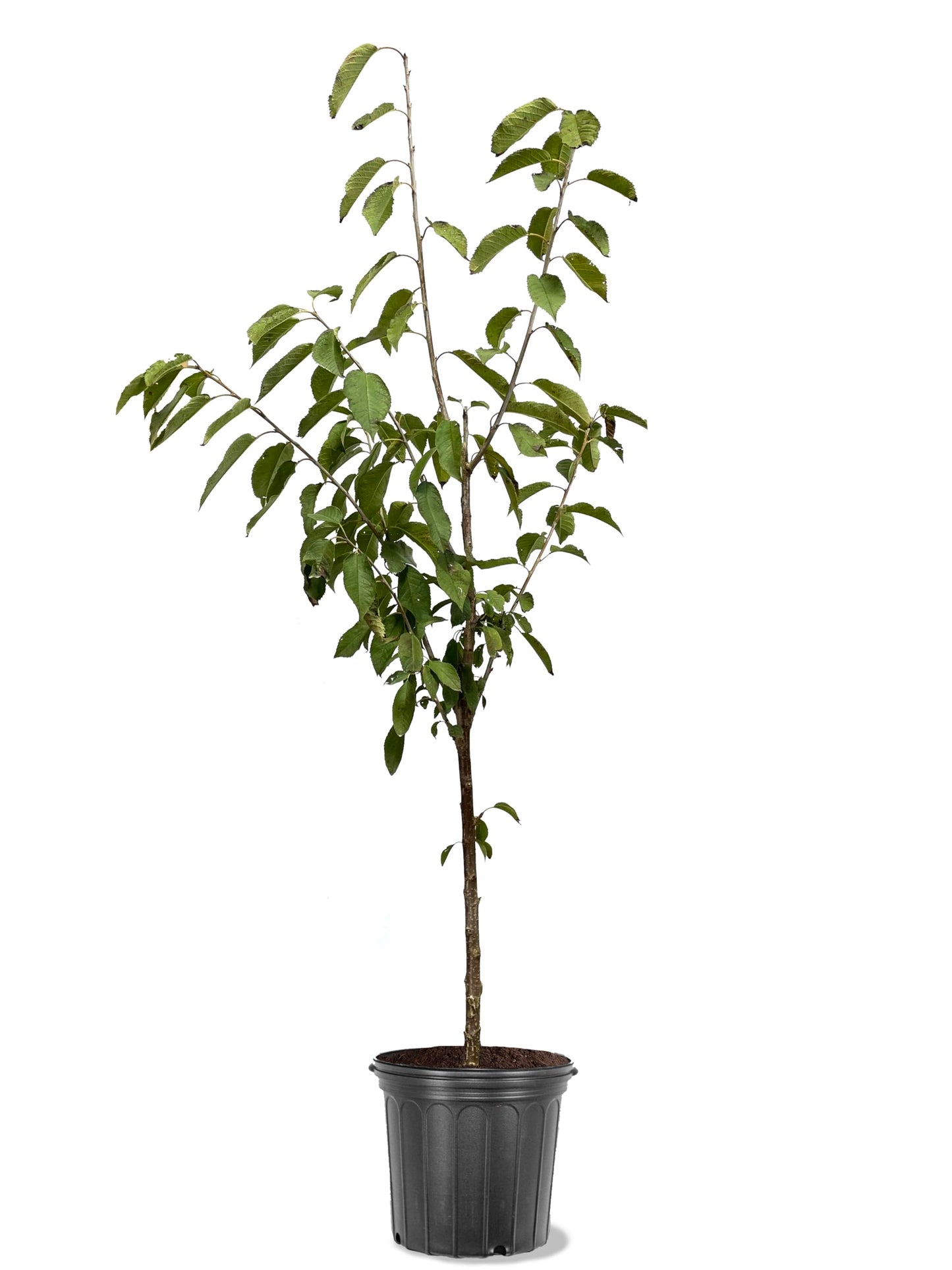 American Plant Exchange Cherry Tree 'Lambert' – Live Fruit-Bearing Plant, 7-Gallon Pot, Cold Hardy, Sweet Edible Cherries for Outdoor Orchards and Landscapes