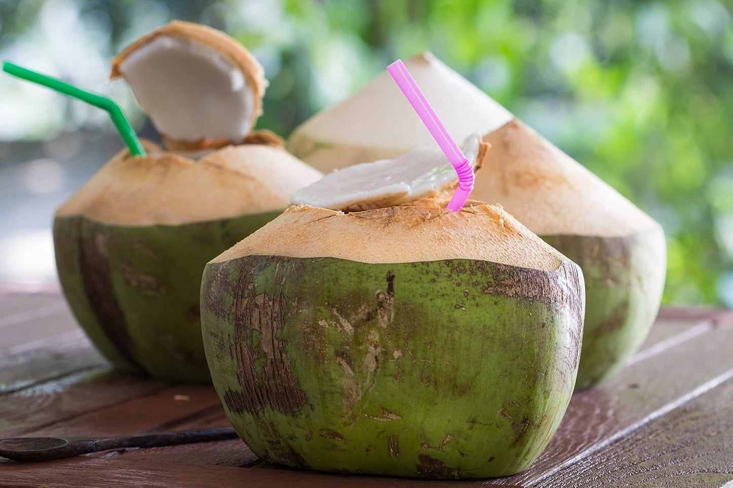 Live Green Dwarf Malayan Coconut Plant Seedling 1 to 3 Feet Tall, Cocos nucifera Plants for Planting, Sprouted Coconut Palm, Ready to Grow Produces Edible Fruits