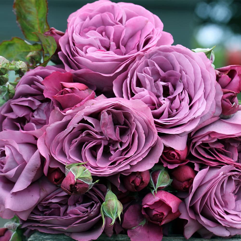 Heirloom Floribunda Roses, Live Own Root Plant for Outdoor Garden, Sunbelt® Plum Perfect, Moderately Fragrant, Hardiness Zones: 5-9, Continual Blooming