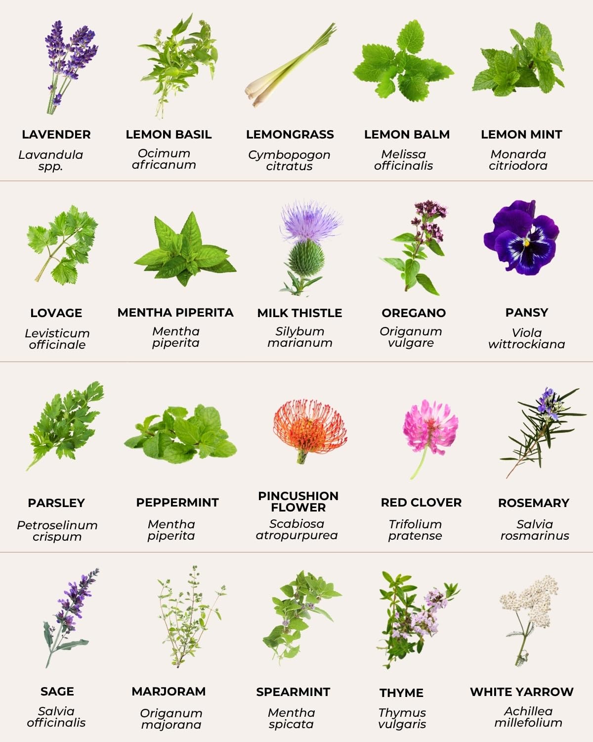 Tactiko Survival 40 Medicinal & Tea Herb Seeds Variety Pack, Indoor & Outdoor Herbal Garden Kit, USA Grown Heirloom Non-GMO, Herbal Seeds for Teas, Resealable Mylar Bag for Long-Term Storage