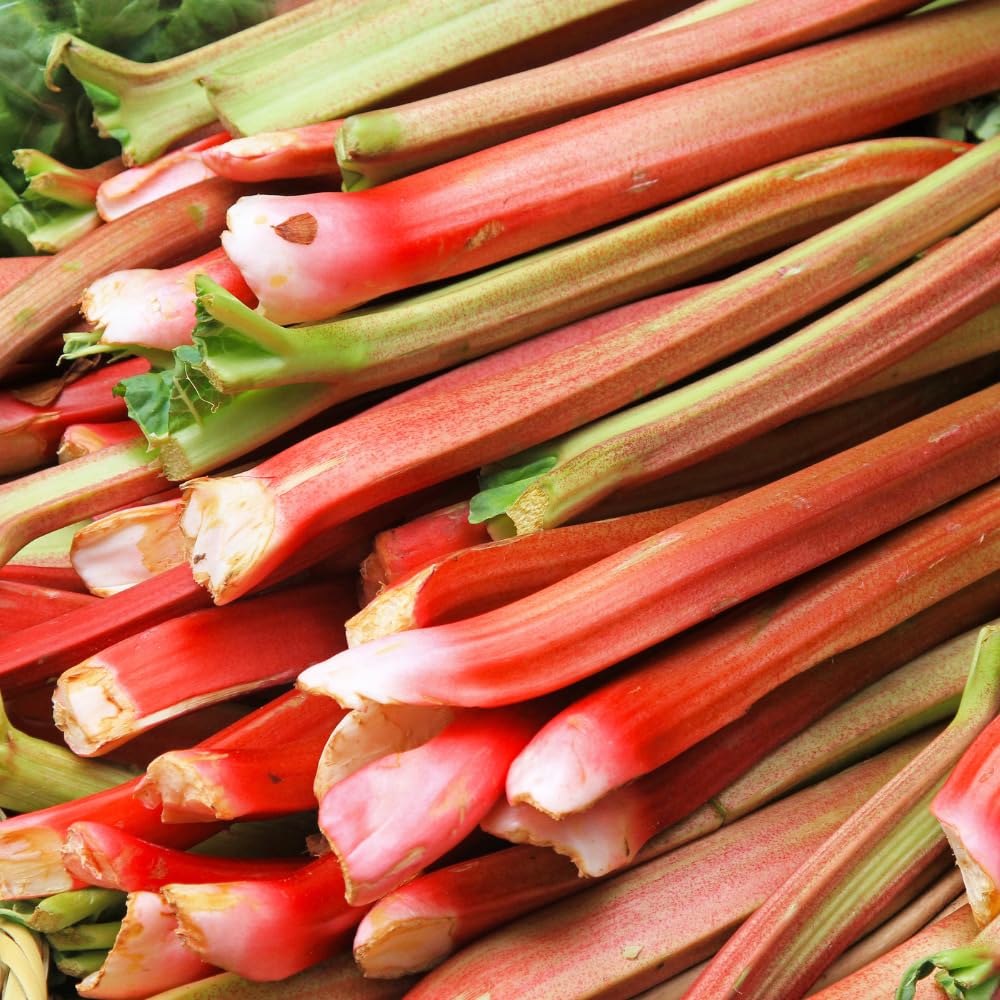 Rhubarb Plant for Planting, Red Rhubarb Root Plant, Well Rooted, 4-6 Inc, Cold Hardy Perennial Vegetable for Indoor Outdoor Garden