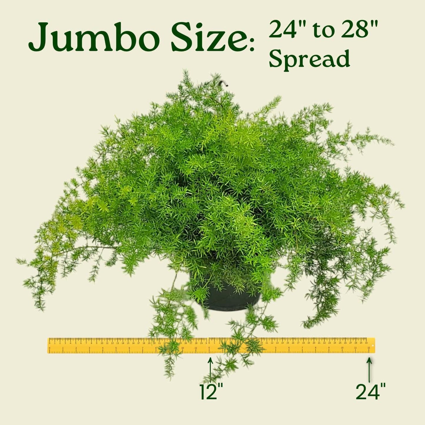 Sprengeri Asparagus Fern Hanging Basket 10" – Live Plant with Lush Green Foliage – Air-Purifying, Easy-Care Houseplant for Indoor & Outdoor Spaces – 24" to 28" Spread – Tropical Plants of Florida