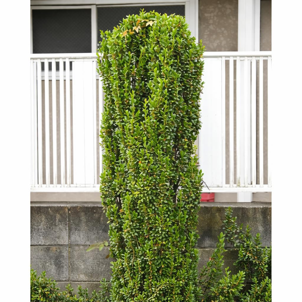 Sky Pencil Holly Live Plant, 4" Pot, 12-18" Tall, Columnar Holly Shrub, Fast Growing Hedge Plant, Ideal for Containers, Entryways or Gardens