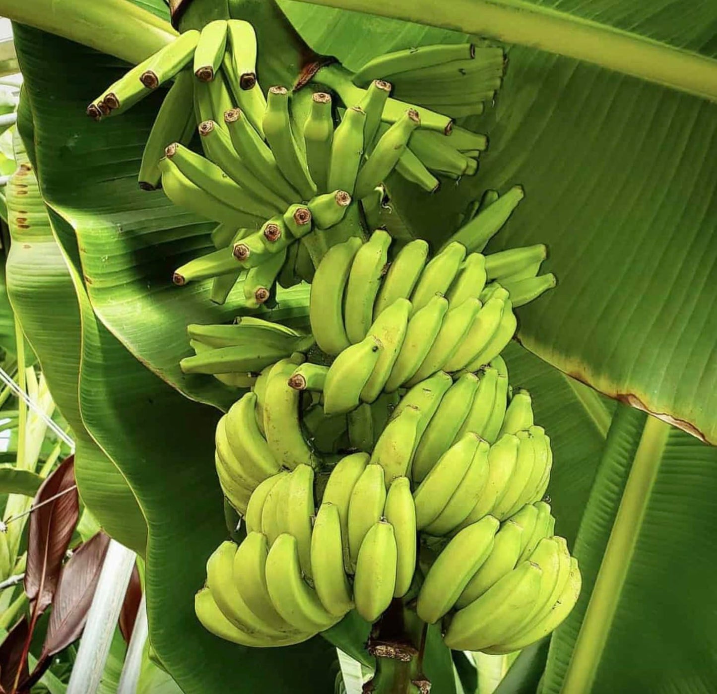 Mona Lisa Banana Plant Rare Musa FHIA-02 – Live Plant, 5-9 Inches Tall – Fast-Growing, Rare Dessert Banana Variety