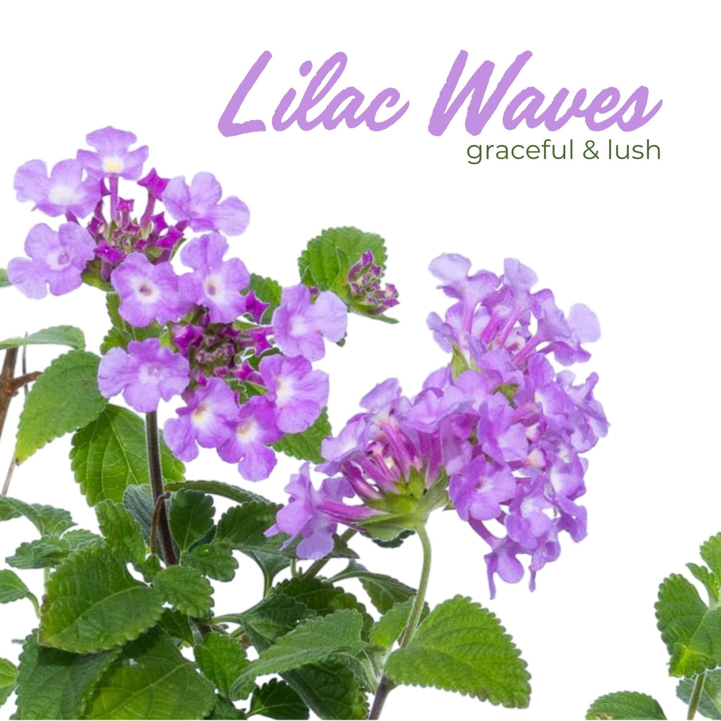 3 Purple Trailing Lantanas, Live Plants – Continuous Blooms, Thriving in 2.5” Nursery Cubes