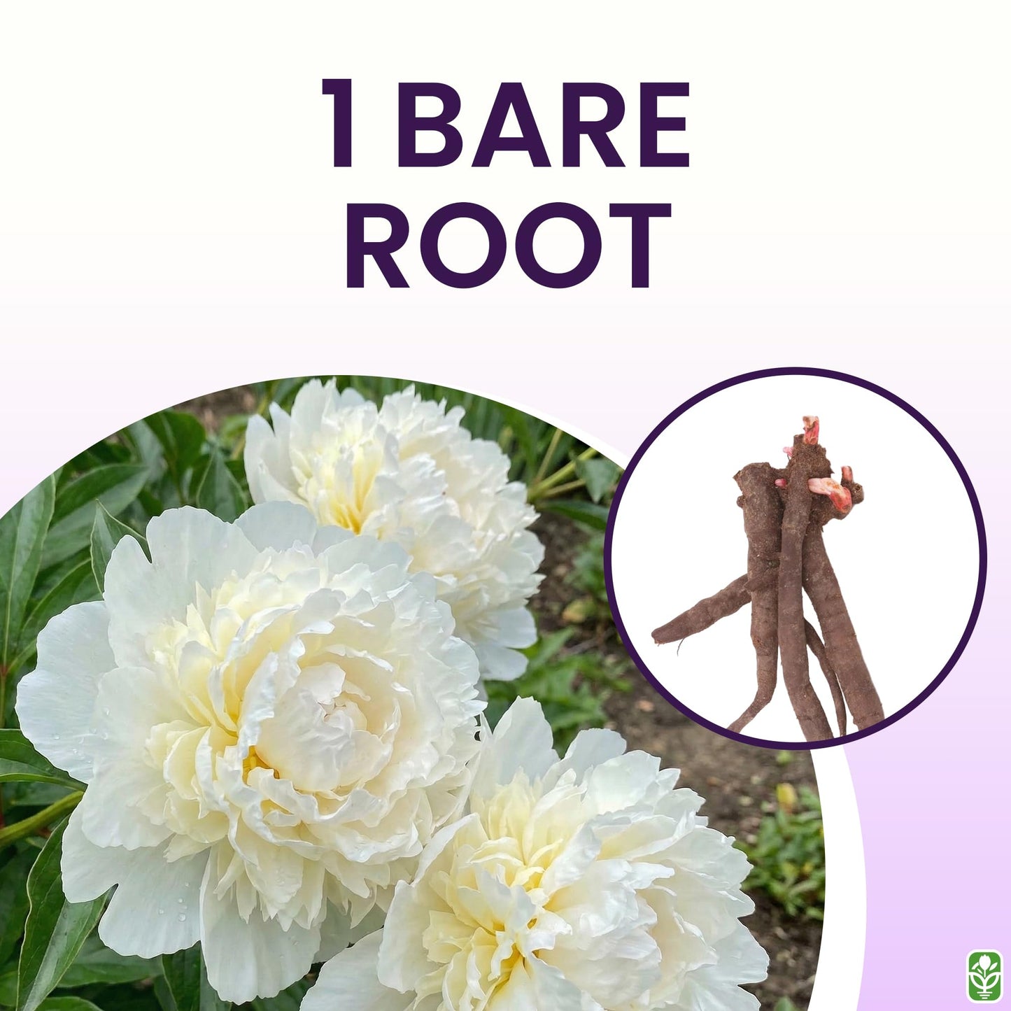 Duchess De Nemours Double White Peony Bulbs - Bare Root 3-5 Eyes, Delightful Fragrance | Peony Plants for Planting Outdoors