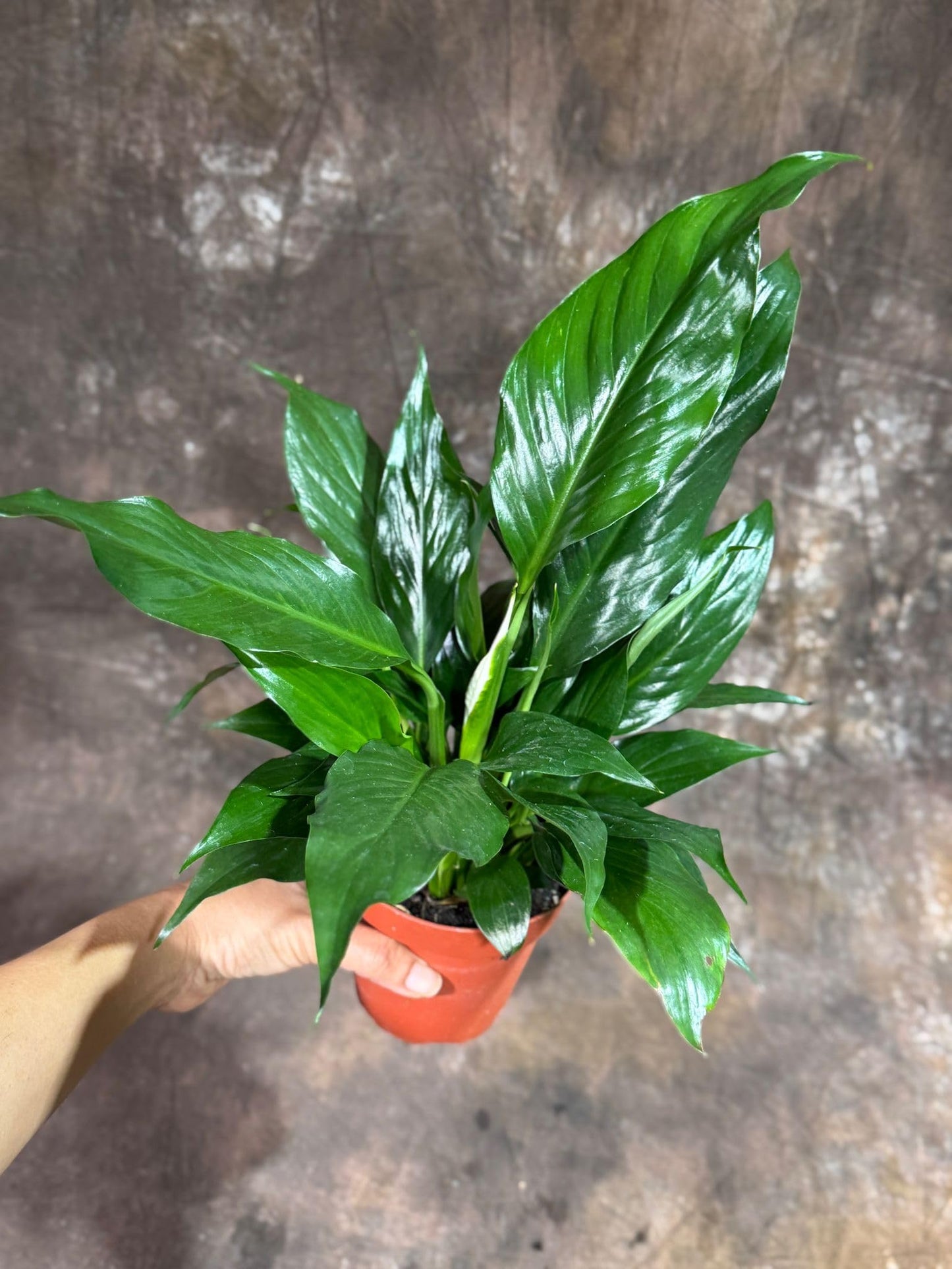 PLANTVERS Peace Lily Plant in a 4" Nursery Pot – Spathiphyllum Peace Lily – Live Indoor Flowering Plant – White Flowering Plant – Air Purifying & Low Maintenance Houseplant