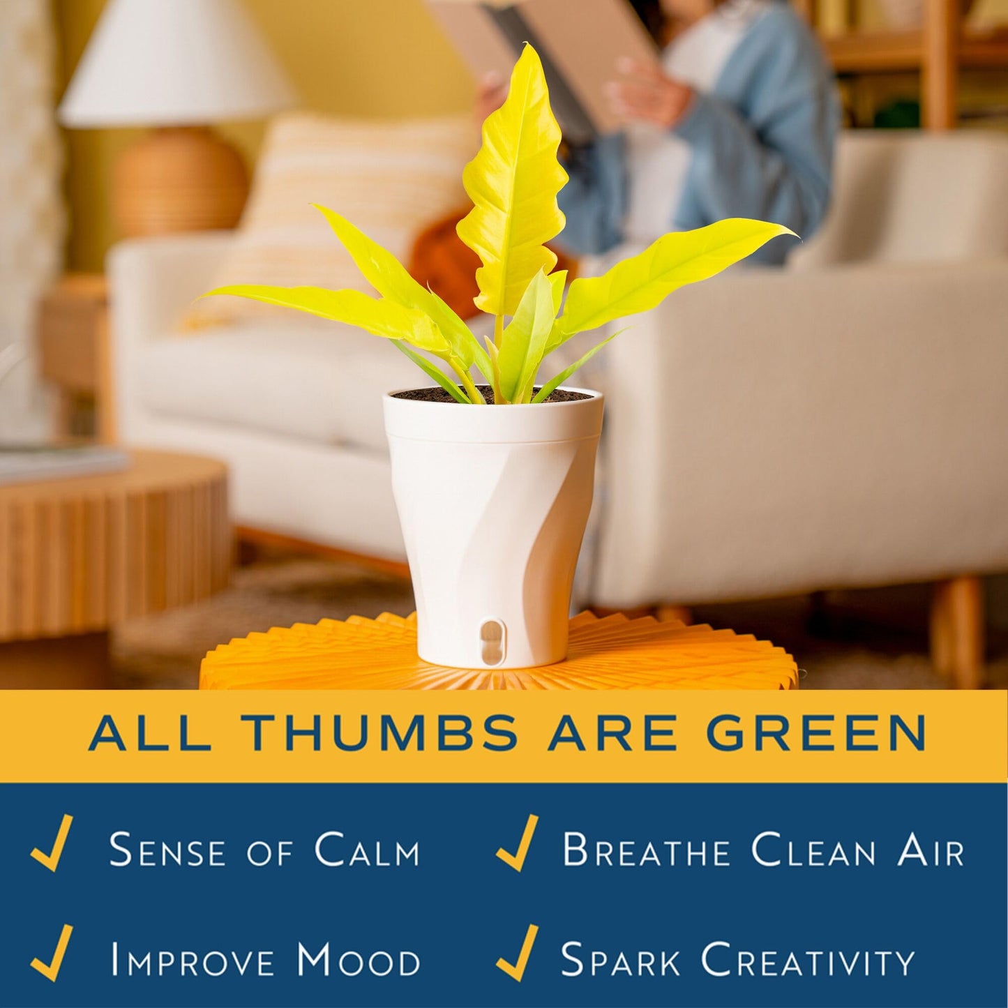Costa Farms Philodendron Golden Crocodile Live Plant in Self Watering Pot, Air Purifying Indoor Houseplant, Home, Room, or Office Decor, House Warming or Birthday Gift, 12-18 Inches Tall