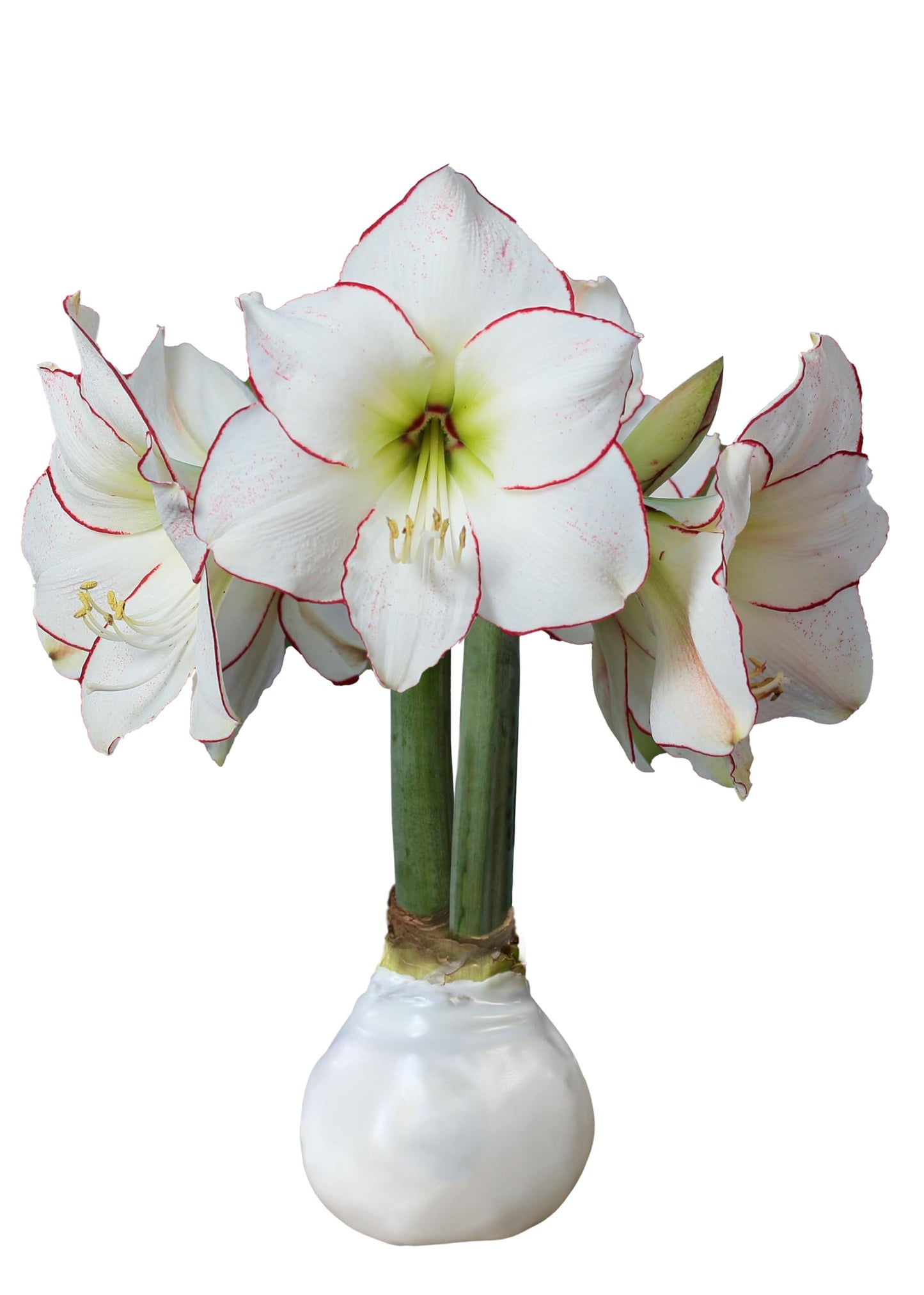 White Wax Picasso Amaryllis Bulb 32/34cm