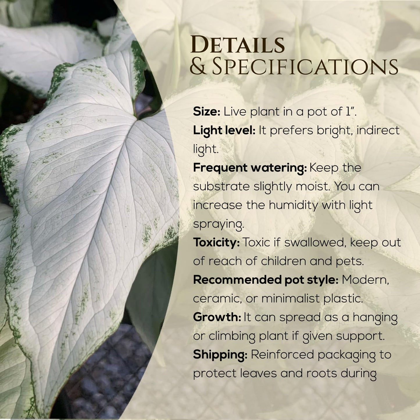 Syngonium Plant Collection (4 Pack) Live Starter Plants, Batik, Holly M, Milk Confetti, Neon Robusta, Rare Indoor Houseplants, Easy Care Arrowhead Vine Plants Live