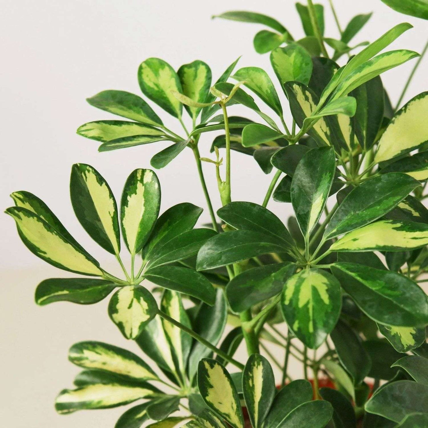 Schefflera Variegated Live Plant for Indoor | Different Houseplants in 4'' & 6'' Pot | Real House Plant for Living Room, Office, Desk & Bathroom | Dwarf Umbrella Tree | Arboricola