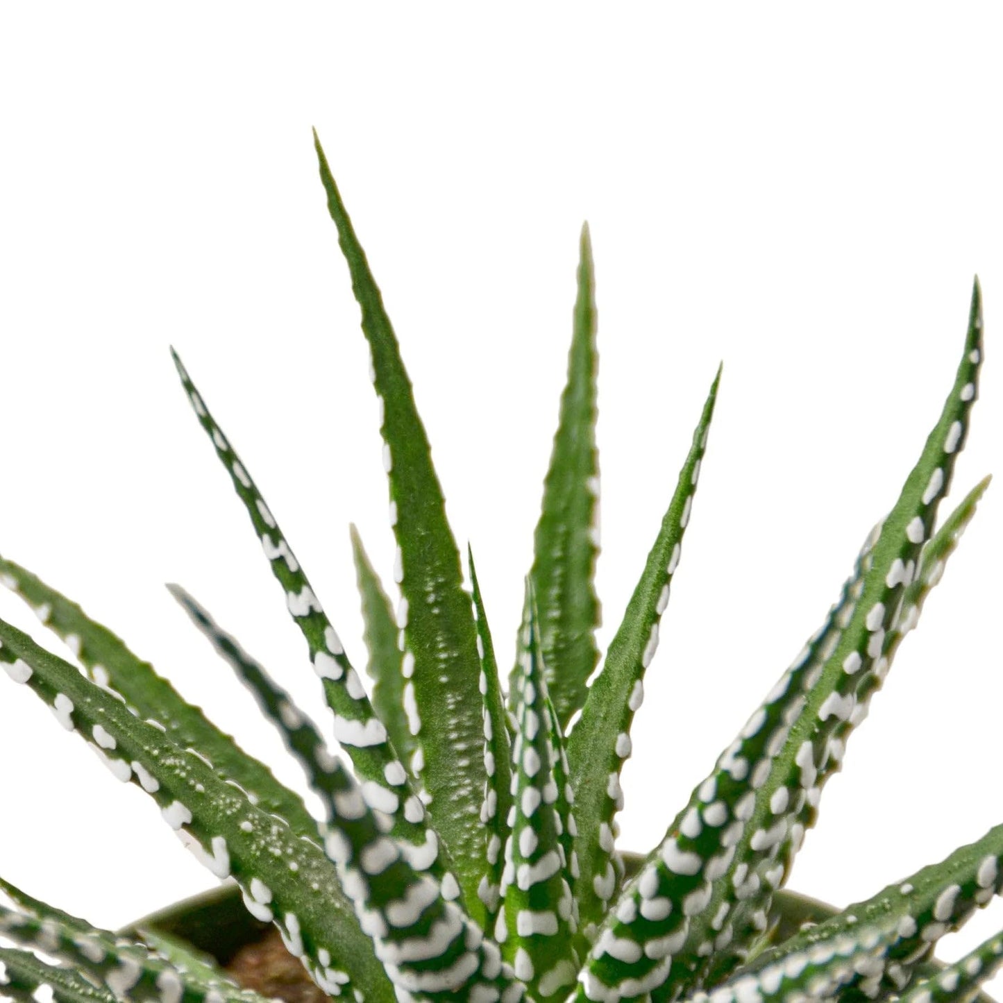 10 Pack Zebra Succulent in 4in Pot - Live Plants Tropical Houseplants | Variegated | USA Growers | The Snobby Leaf