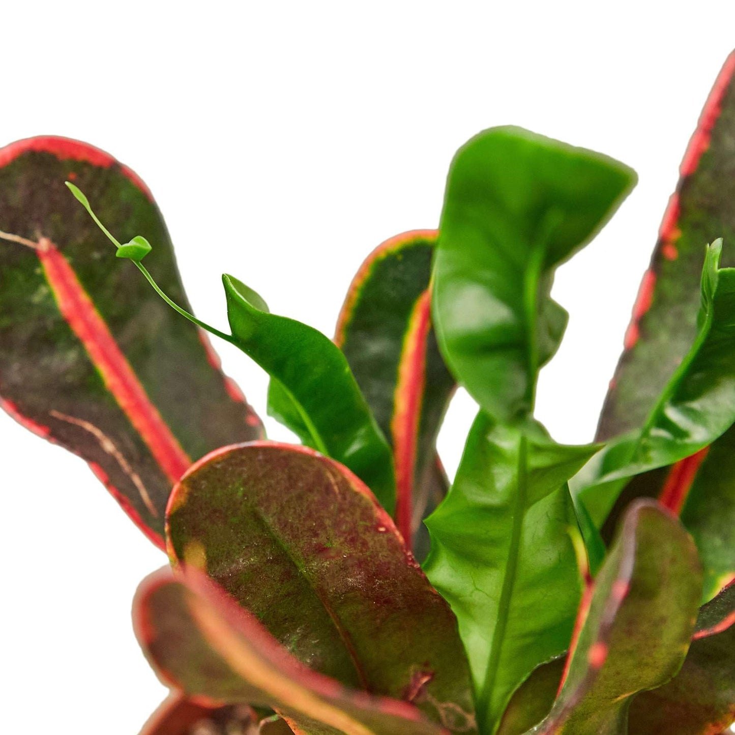 Croton Mammy Live Plant for Indoor | Different Houseplants in 4'' & 6'' Pot | Real House Plant for Living Room, Office, Desk & Bathroom | Codiaeum | Mammy
