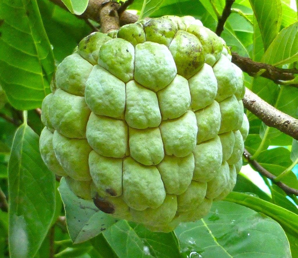 10 Pcs Sugar Apple Seeds (Annona squamosa), High Germination, Non-GMO Custard Apple Seeds for Planting, Easy to Grow Tropical Fruit for Home Gardens, Pots & Outdoor Orchards
