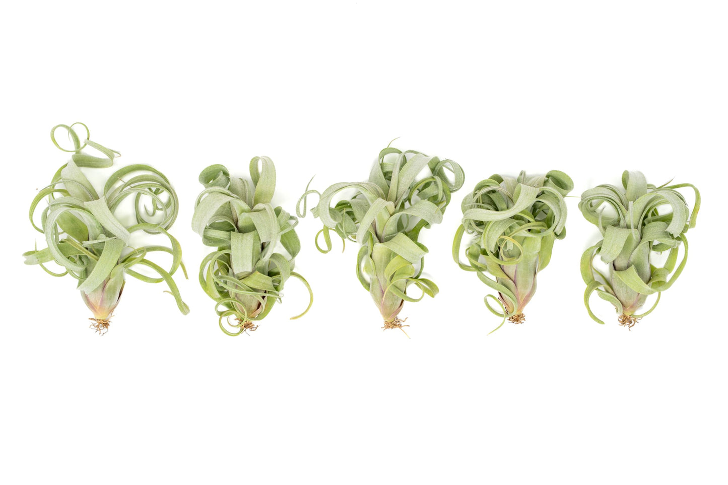 Air Plant Shop Tillandsia Curly Slim (T. Intermedia x T. Streptophylla) Air Plant - Succulents - Live Tillandsia - Easy Care Indoor and Outdoor House Plants (Pack of 1)