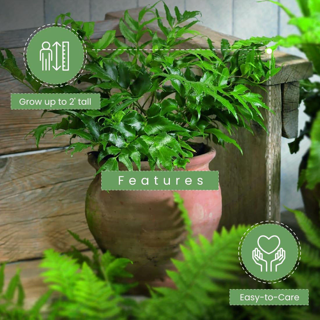 American Plant Exchange Holly Fern – 6-Inch Pot – Live Easy Care Shade-Loving Plant, Versatile Green Foliage for Home, Garden, Landscape, or Patio Decor