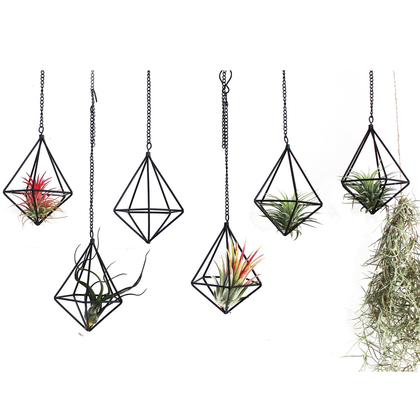 ZOOELAY Air Plants Hanging Holders Indoor Small Metal Airplants Rack Hanger Himmeli Geometric Planter Tillandsia Air Ferns Display with Chains 6 Pcs Black Diamond Shape …